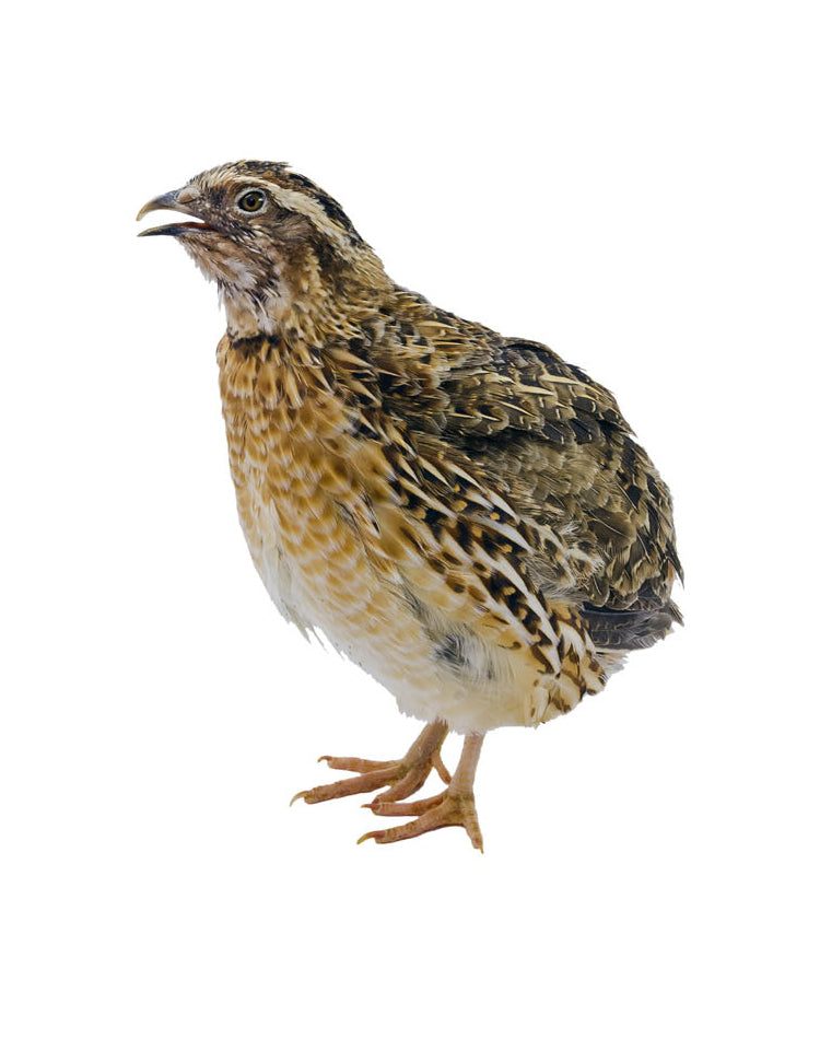 Image of live quail with some eggs mobile