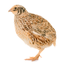 Premium High Quality Quail Hens (Point of Lay)