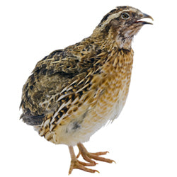 High Quality Blast Frozen Quail (Falcon Food) - Box of 60 - Avian Breeding