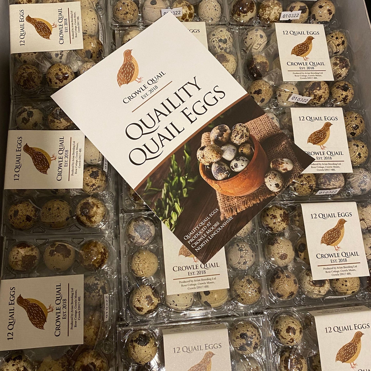 Quail Eggs (for eating) wholesale