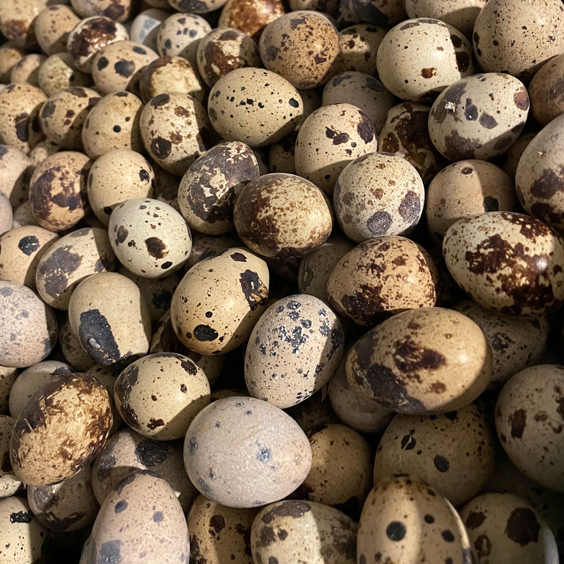 Quail Eggs (for hatching) Wholesale Box
