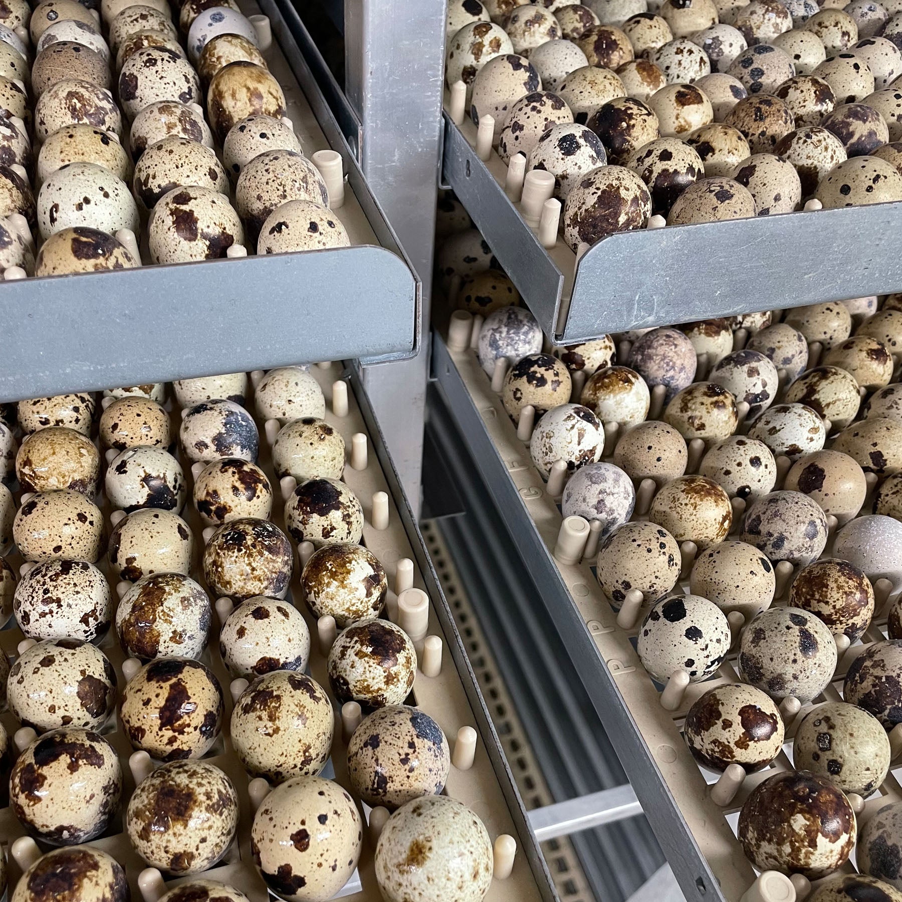 Quail Eggs (for hatching) Wholesale Box