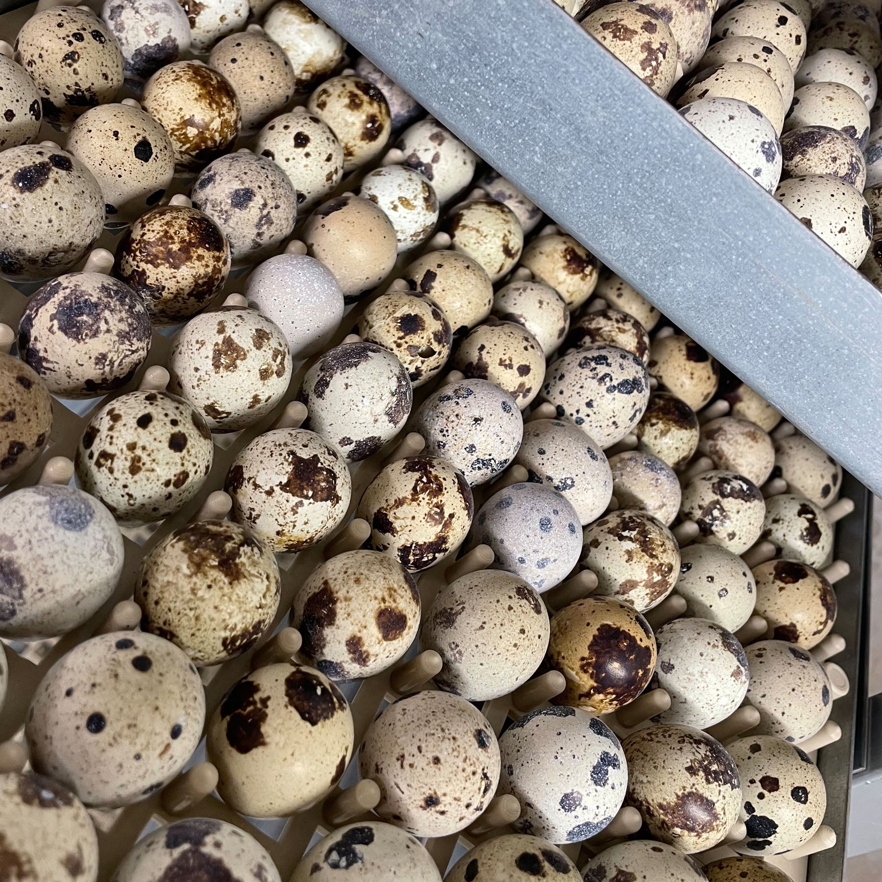 Quail Eggs (for hatching) Wholesale Box