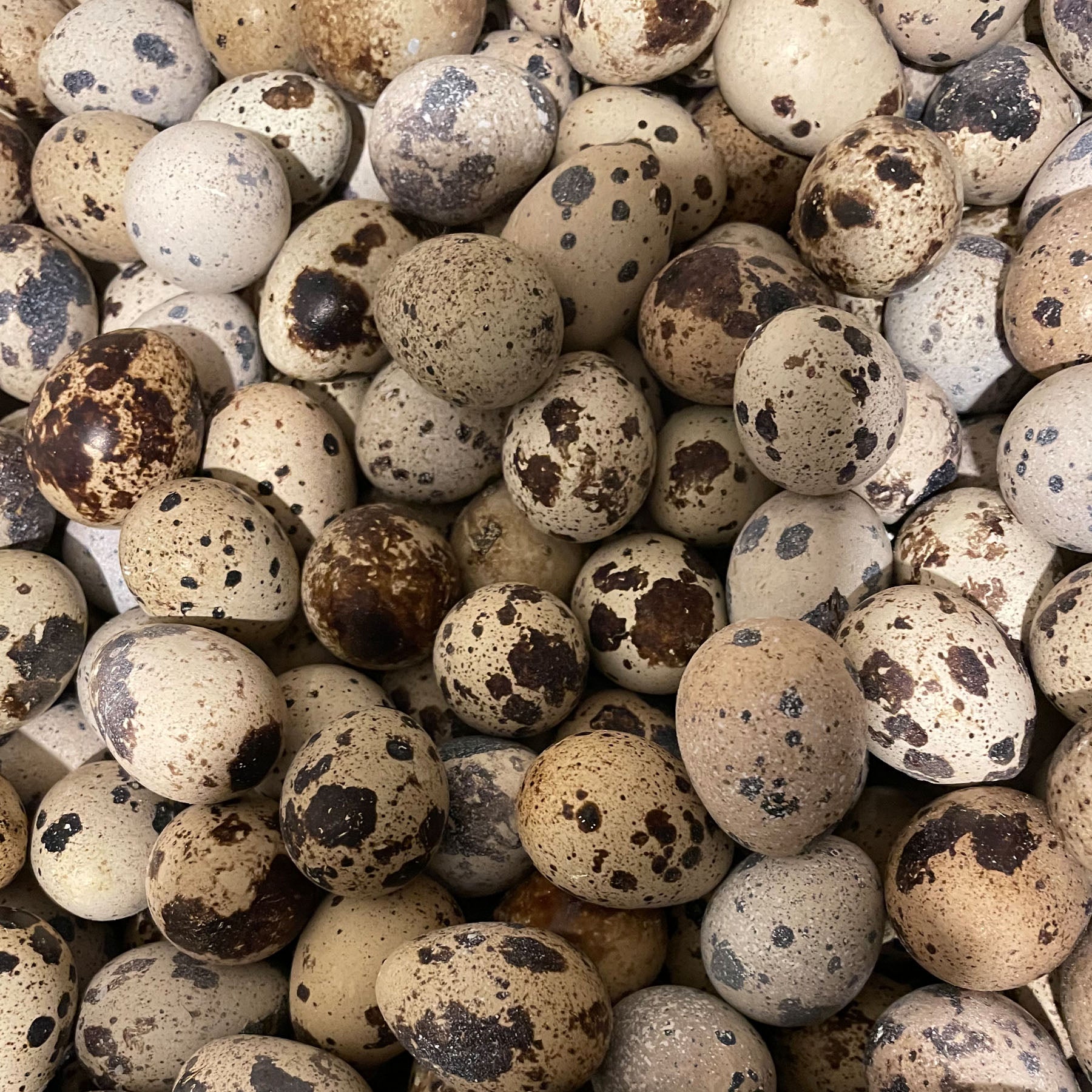 Quail Eggs (for hatching) Wholesale Box