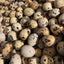 Quail Eggs (for hatching) Box of 25