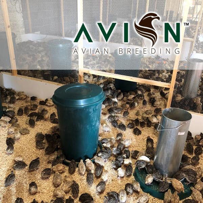 High Quality Live Quail (Falcon Food) - Avian Breeding